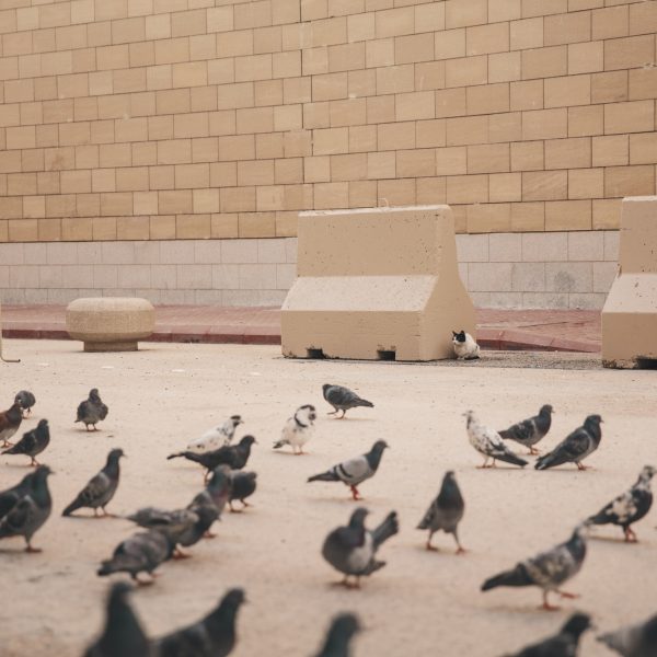 A Cat hiding to hunt pigeons