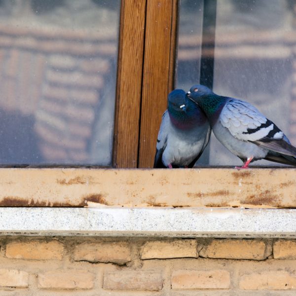 Couple of pigeons kissing in a window. Bird series.