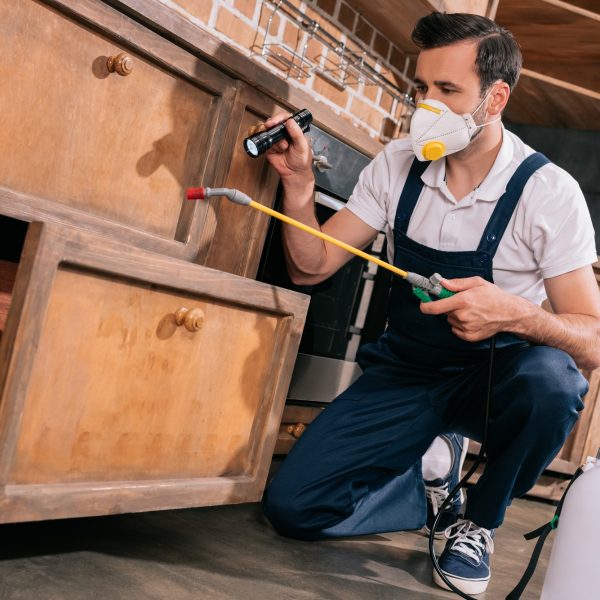 pest control worker spraying pesticides in cabinet in kitchen and using flashlight pest control worker spraying pesticides in cabinet in kitchen and using flashlight
