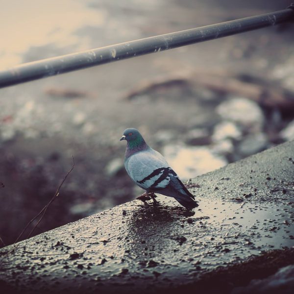 pigeon on a pier