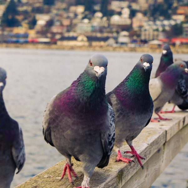 Pigeons
