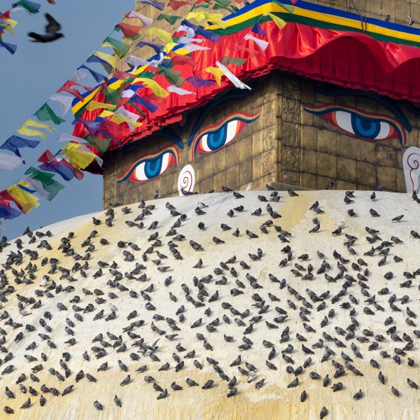 Pigeons and the Bodhnath stupa
