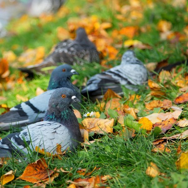 Pigeons in the wild