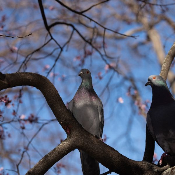 Two pigeons