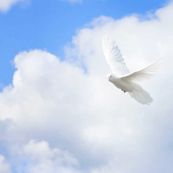 White pigeons,dove flying on blue sky
